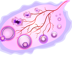 Der Zusammenhang des Menstruationszyklus mit Rosacea