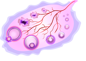 Menstruationszyklus Zyklus Menstruation Rosacea Symptome Hormone